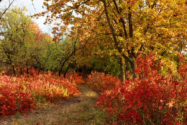赤や黄色の木々 や茂みに林道 — ストック写真