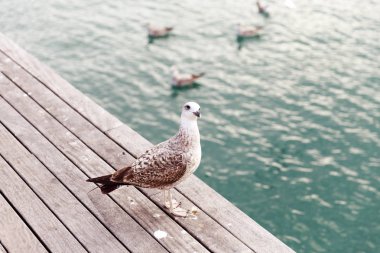 Gün batımında, İspanya Barselona liman martı