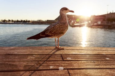 Gün batımında, İspanya Barselona liman martı