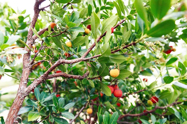Red and yellow fruits of strawberry tree arbutus in Spain