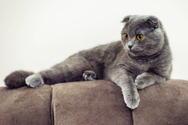 Kedi kanepede ve seyir bir şey arkasında oturuyor