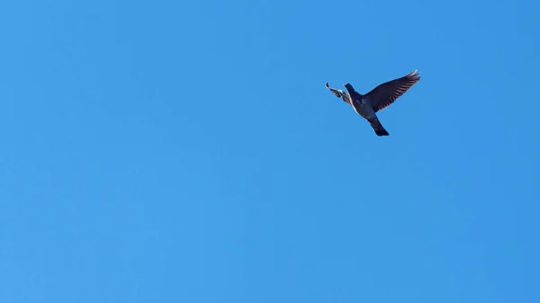 Pasăre Încornorată Zburătoare Fundalul Cerului Albastru — Fotografie, imagine de stoc