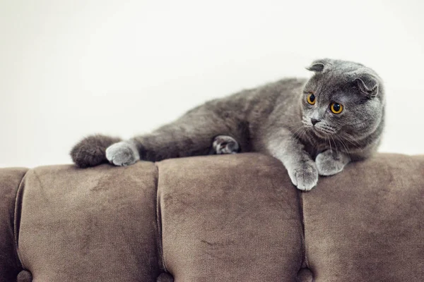 Gato Senta Parte Trás Sofá Olhando Para Algo — Fotografia de Stock