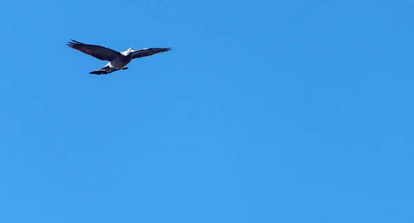 Πετώντας Πουλί Κούκων Σχετικά Φόντο Γαλάζιο Του Ουρανού — Φωτογραφία Αρχείου