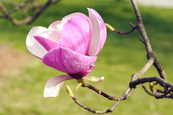 Blossom Pink Magnolia Spring Flower Morning Royalty Free Stock Images