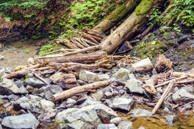 Kayalar moss ve dere Fagaras dağlar popüler yürüyüş rotasında. Yansıtan ışık. Romanya güzellikleri