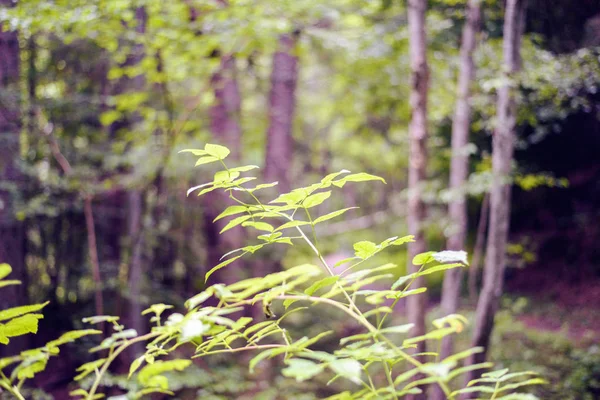 Hojas Con Bosque Verde Árboles Altos Fondo Montañas Fagaras Rumania — Foto de Stock