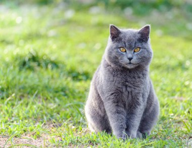 Gray male scottish fold cat on green grass looks closely towards camera clipart