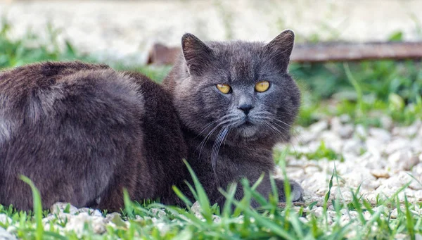 Cinza Macho Escocês Dobra Gato Grama Verde Olha Perto Para — Fotografia de Stock