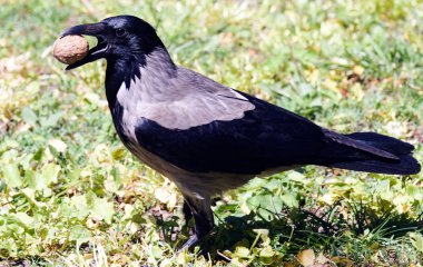 Leş kargası corvus corone kuş Moldova Chisinau central Park'ta cevizli