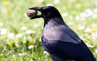 Leş kargası corvus corone kuş Moldova Chisinau central Park'ta cevizli