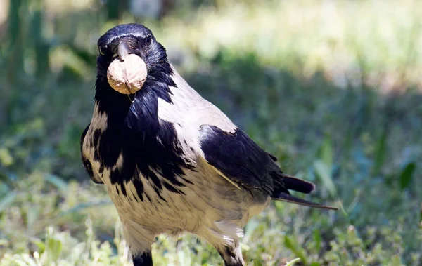 Carrion Crow Corvus Corone Bird Walnut Chisinau Central Park Moldova — Stock Photo, Image