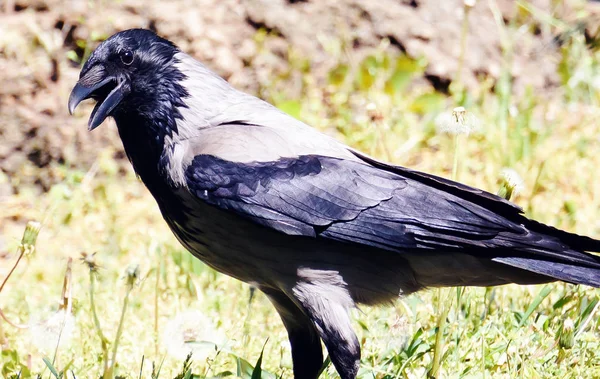 Vrána Corvus Corone Pták Central Parku Kišiněv Moldavsko — Stock fotografie