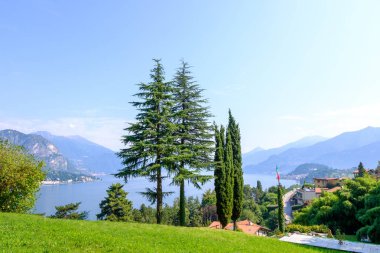 Como Gölü kıyısındaki üzerinde büyüyen çam ağaçları. Arka planda dağlar. Bellagio, İtalya