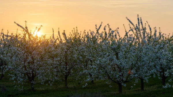 Cereja Pomar Com Belo Pôr Sol Fundo — Fotografia de Stock