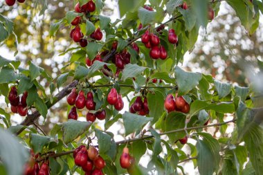 Kırmızı Akik kiraz meyve ağacında. Güneş ışığı ile atış yukarıya kapatmak