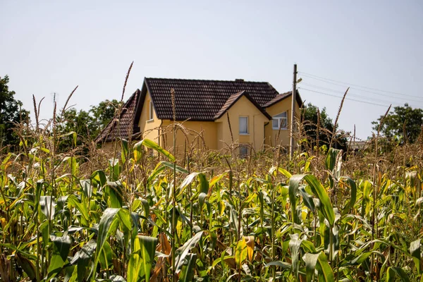 Big home in a cornfield. Scarry movie scene. Gloomily day. Moldova