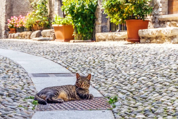 Cat Sitting Middle Old Street Menaggio Town Italy Houses Background Stock Picture