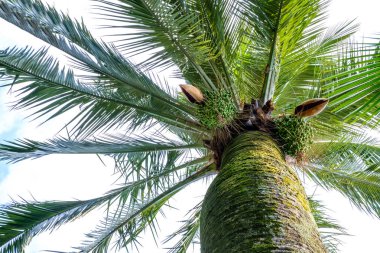 Aşağıdan bir yeşil palmiye ağacına görüntüleyin. Arka plan üzerinde beyaz bulutlar. Varenna, İtalya