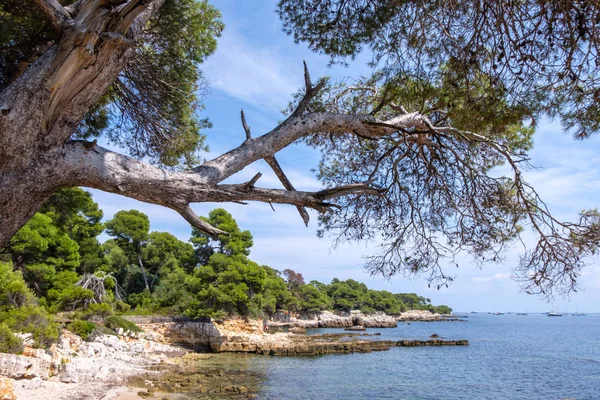 Sainte Marguerite Stranden Vid Dagsljus Blå Himmel Bakgrund Franska Rivieran — Stockfoto