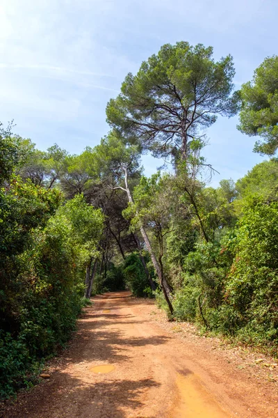 Colorful forest with sun spots. View from bottom. Cannes, France