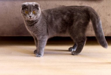 Genç şirin kedi fotoğrafçı dikkatle izle. Mavi gri kürk ile Britanya ile ilgili stenografi atya yavru kedi