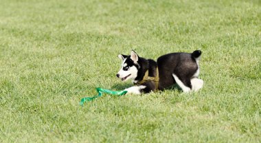Husky köpek bahçede oynuyor