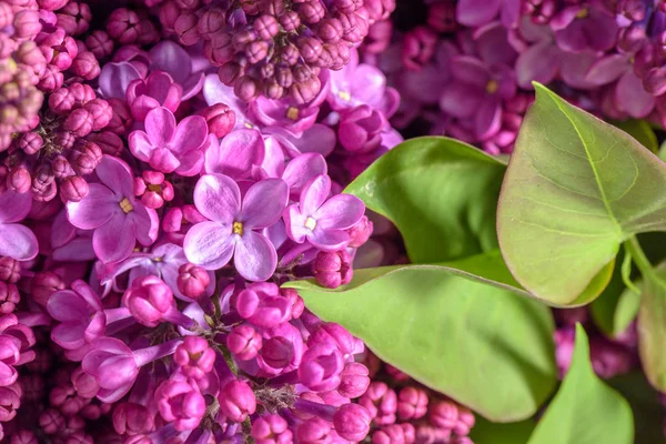 Macro Imagem Primavera Flores Lilás Violeta Fundo Floral Macio Abstrato — Fotografia de Stock