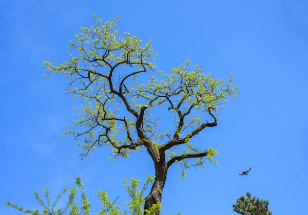 青空の背景にいくつかの分岐を持つツリーをカット — ストック写真
