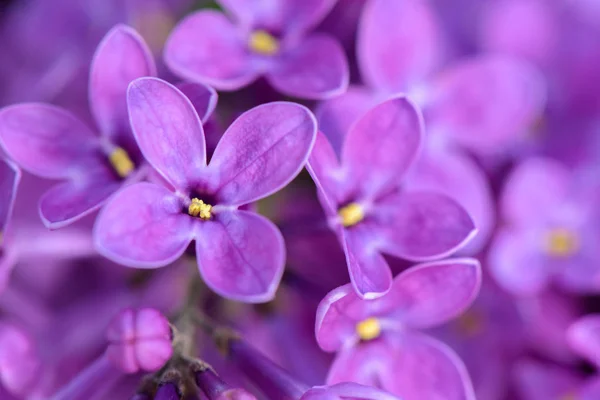 春のスプリング ライラック紫花 柔らかい花の抽象的な背景のマクロ画像 — ストック写真