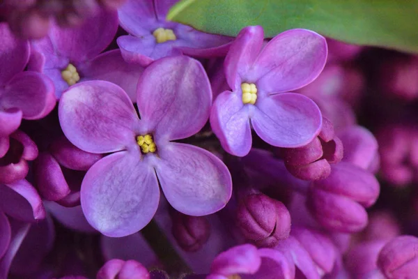 Macro Imagen Primavera Primavera Flores Violetas Lila Fondo Floral Suave — Foto de Stock