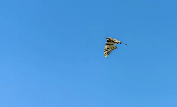 Borboleta Voo Livre Contra Fundo Céu Azul — Fotografia de Stock