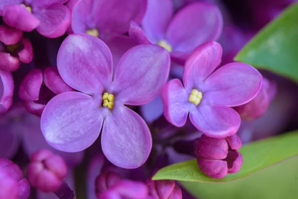 春のスプリング ライラック紫花 柔らかい花の抽象的な背景のマクロ画像 — ストック写真