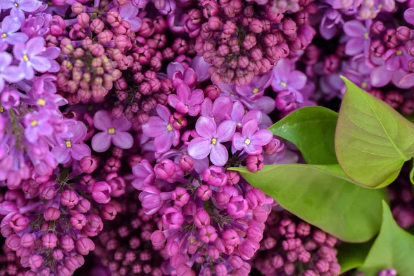春のスプリング ライラック紫花 柔らかい花の抽象的な背景のマクロ画像 — ストック写真