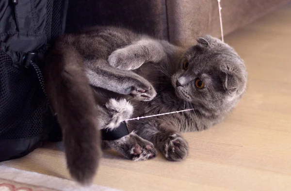 Jovem Bonito Gato Playiung Chão Madeira Britânico Shorthair Pedigreed Gatinho — Fotografia de Stock