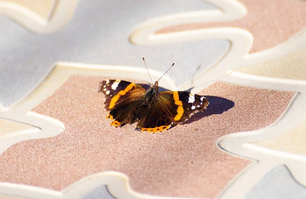 色とりどりの羽を持つ蝶 — ストック写真