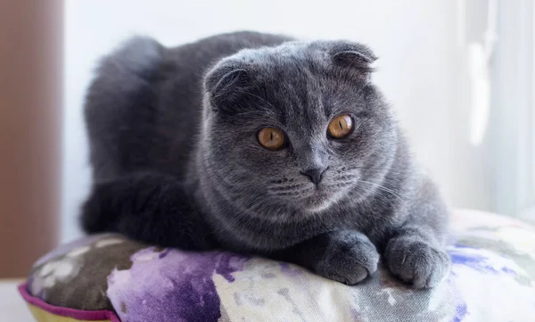 Joven Gato Lindo Descansando Alféizar Ventana Británico Shorthair Pedigreed Gatito —  Fotos de Stock