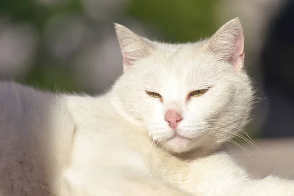 Белая Кошка Лежит Смотрит — стоковое фото