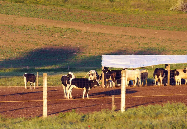 Krów Gospodarstwie Cow Rolnicze Znajdujące Się Polu Pobliżu Lasu — Zdjęcie stockowe