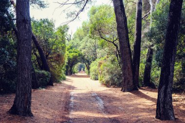 Güneş lekeleri ile renkli orman. Ada Sainte-Marguerite, Cannes, Fransa