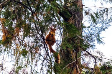 bir sincap bir şube moldova chisinau Park'ta oturuyor