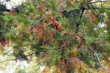 bir sincap bir şube moldova chisinau Park'ta oturuyor