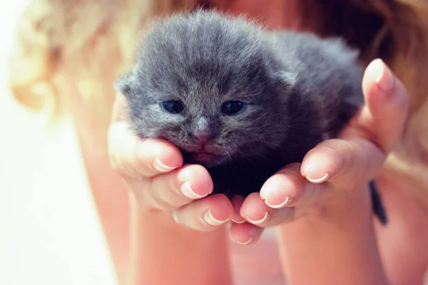 Pequeno Gato Senta Nas Palmas Das Mãos Uma Menina Olhando — Fotografia de Stock