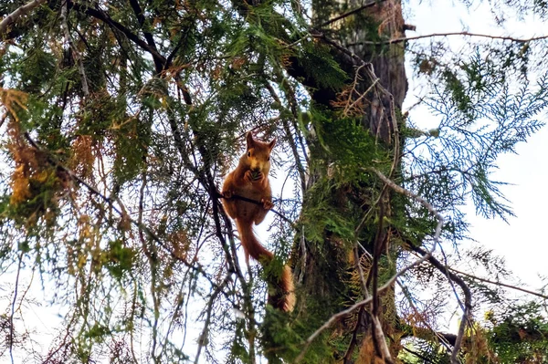 Ein Eichhörnchen Sitzt Auf Einem Ast Park Von Chisinau Moldawien — Stockfoto