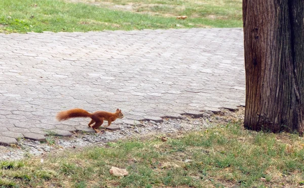 a red squirrel runs through a park, chisinau, moldova