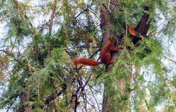 a squirrel climbs on a tree in a park, chisinau, moldova