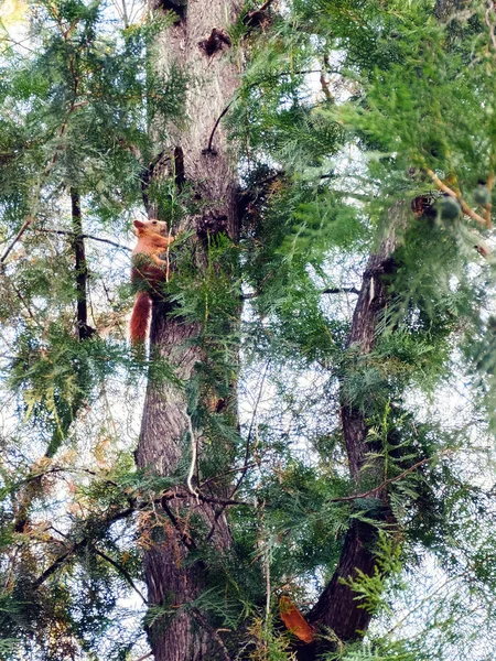 a squirrel climbs on a tree in a park, chisinau, moldova