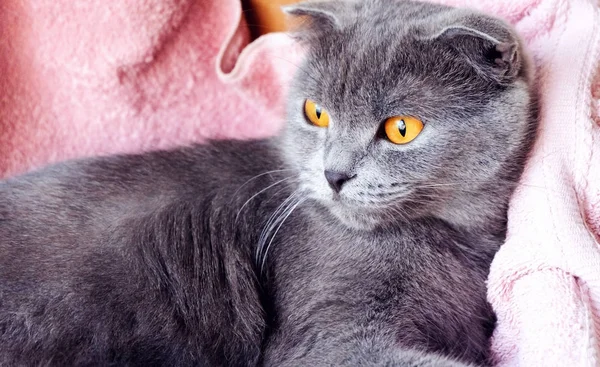 Britânico Gato Shorthair Deitado Olhando Para Esquerda — Fotografia de Stock