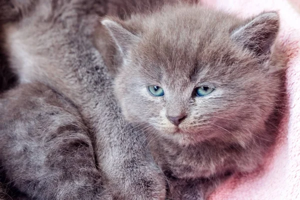 Britânico Gatinho Shorthair Deitado Lado Sua Mãe Olhando Para Esquerda — Fotografia de Stock