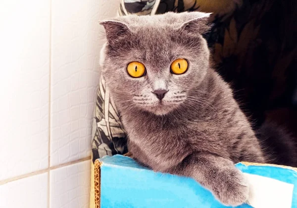 British Shorthair Cat Stay Shakedown Looking Photographer — Stock Photo, Image
